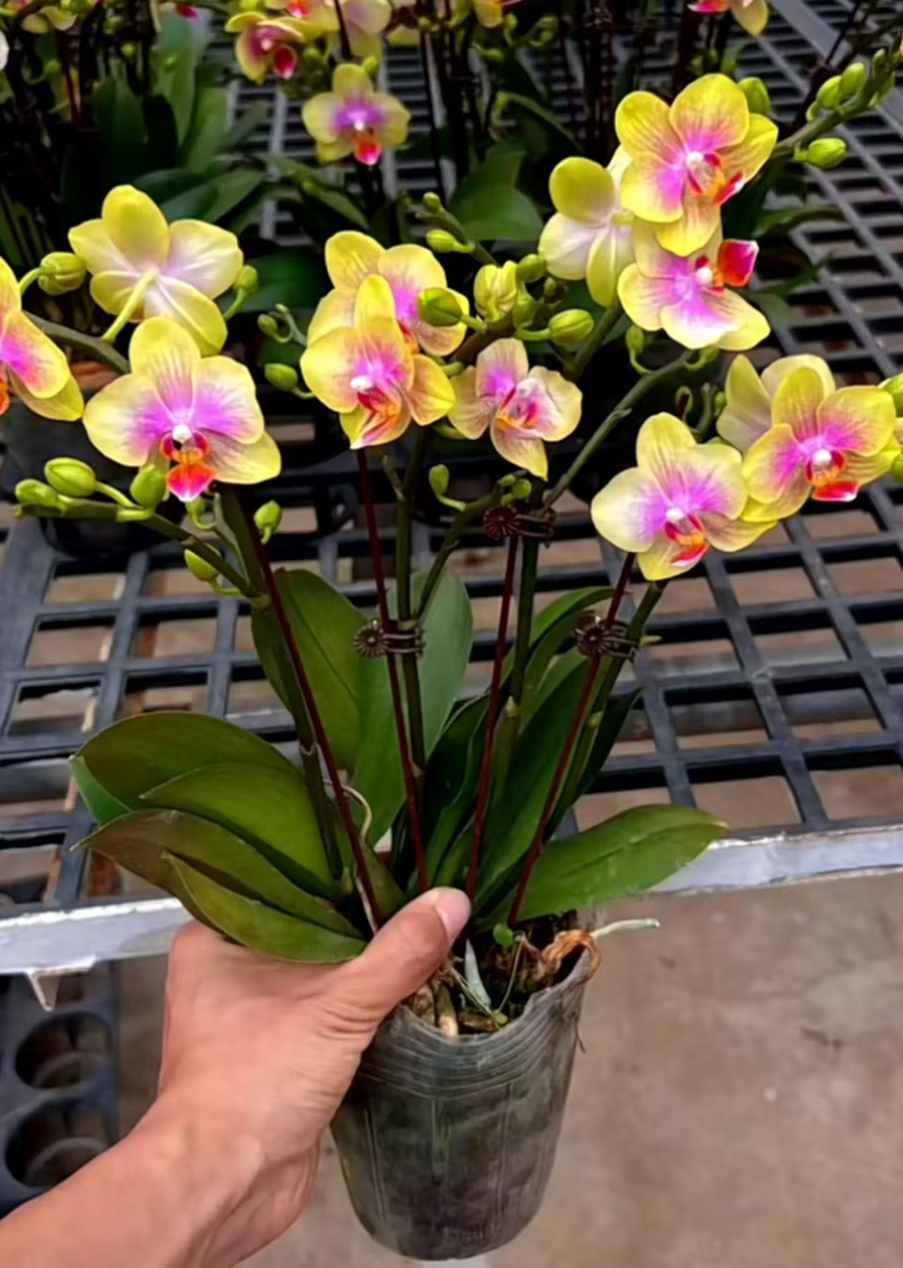 贵族稀有苗 易涨多头苗 3个花剑【圣诞树】蝴蝶兰花期多季节开推荐