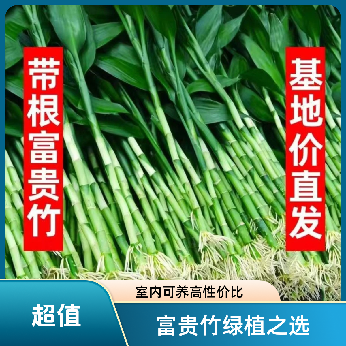 【精选高品质】招财带根富贵竹好养易活水培土培室内绿植节节高升