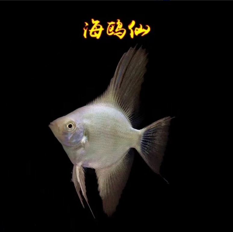 小型热带观赏鱼 灯科鱼 神仙燕鱼 海鸥燕鱼 不保鳍 好养易活