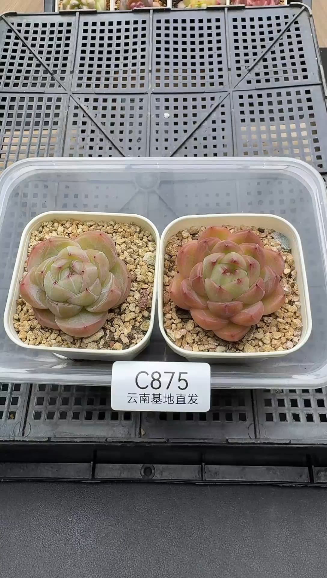 珍妮杂交多肉C875