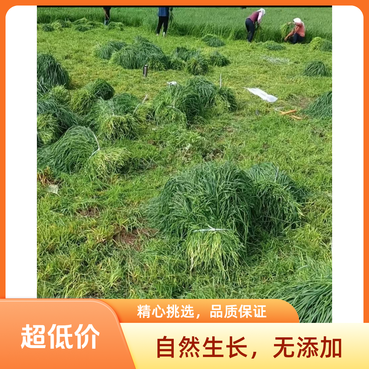新烘干头茬提摩西草北提干草兔子龙猫仓鼠食粮兔子草兔草兔子干草