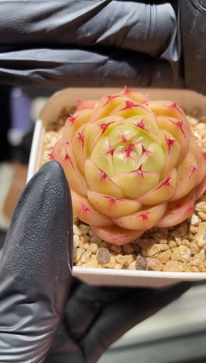 闪购623 小橘包多肉一颗  4厘米