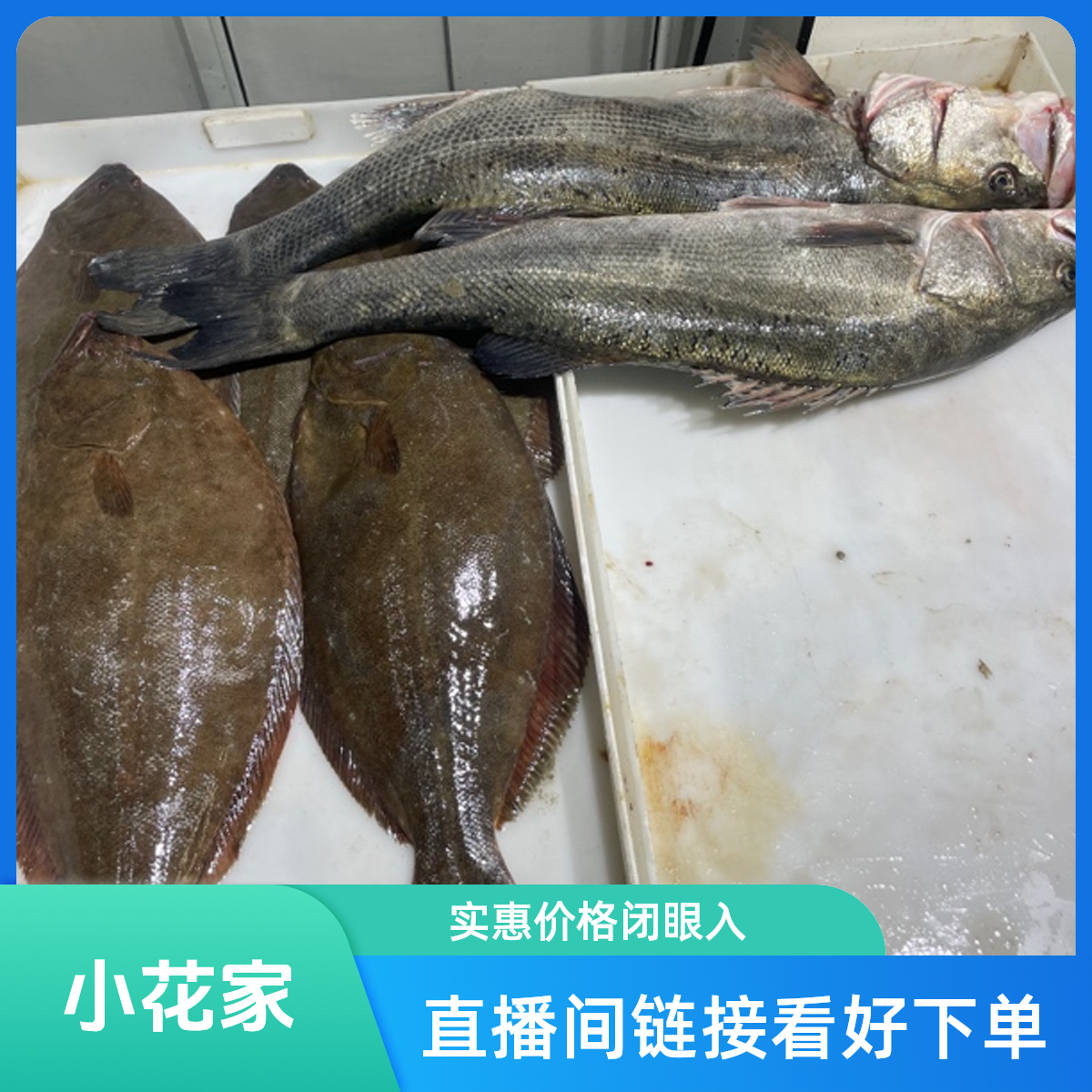 大海鱼（直播间链接）