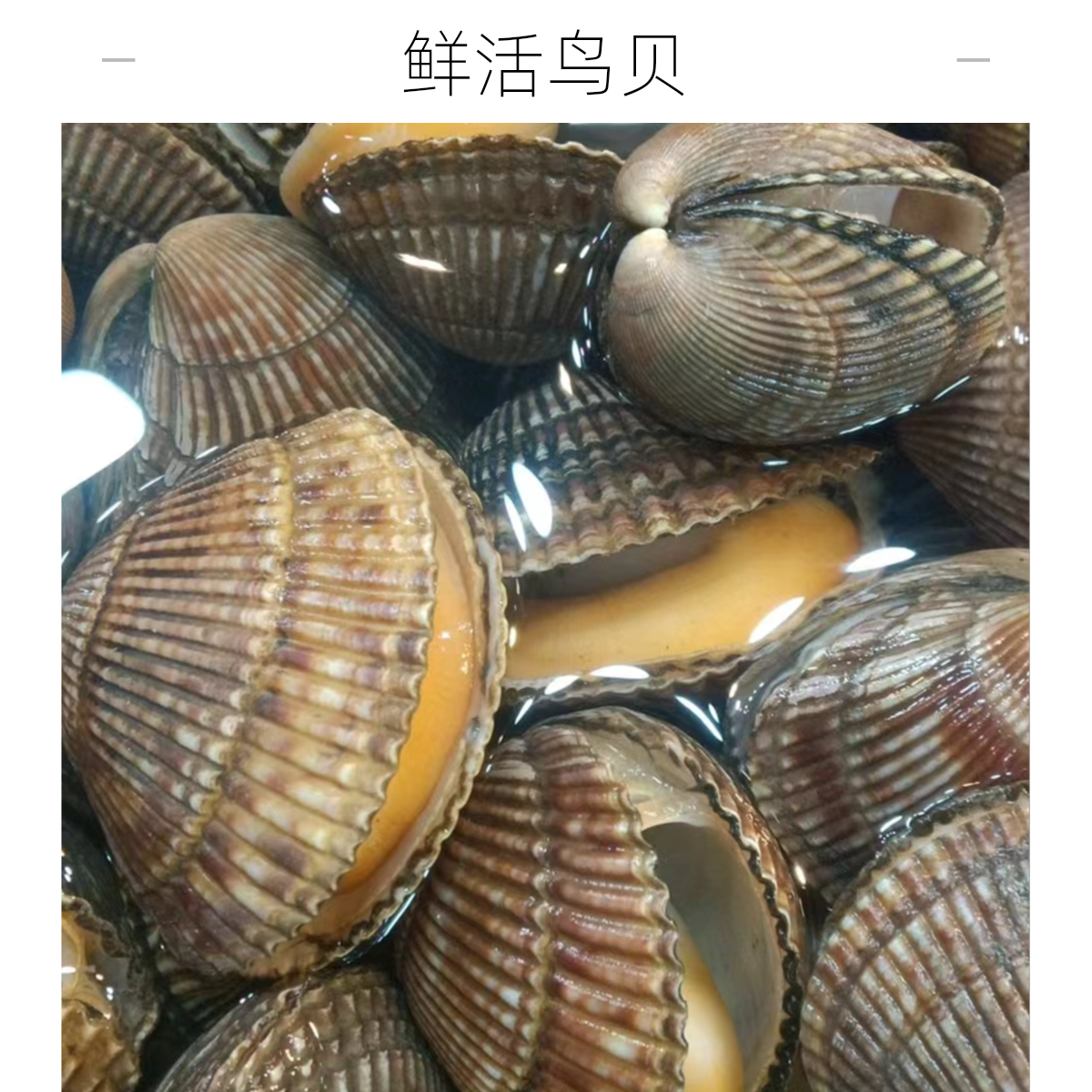 鲜活鸟贝500g 