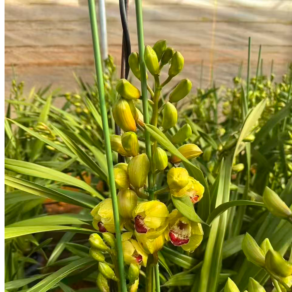 年宵花大花蕙兰【金蝉】