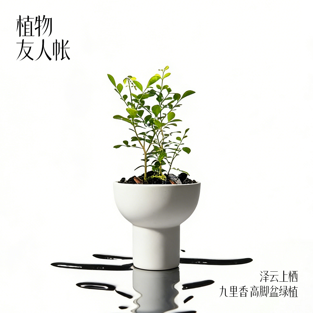 九里香搭配多款花盆泽云上栖系列植物友人帐盆栽绿植桌面盆景
