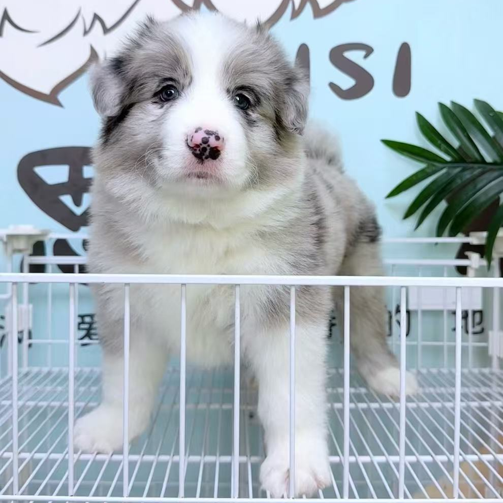 奶思家-陨石边牧公可爱弟弟01141011边境牧羊犬