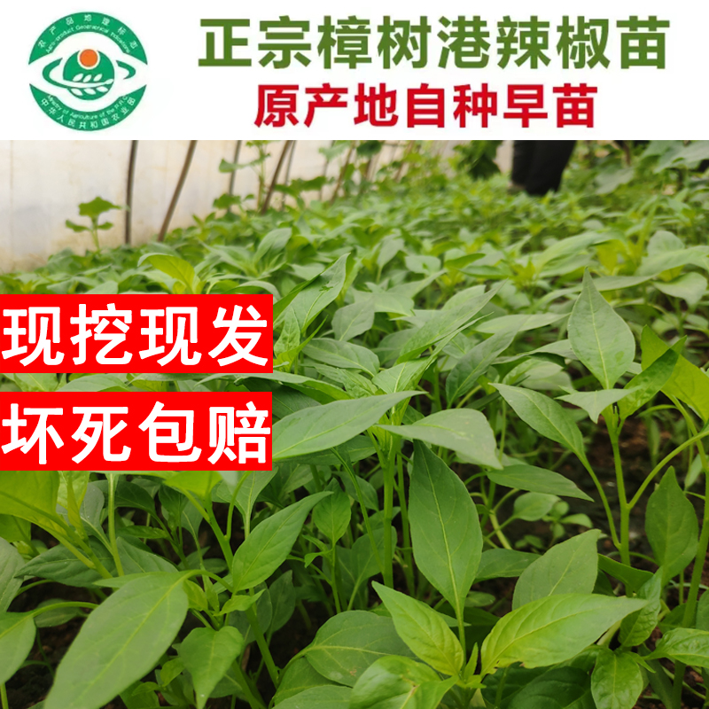 樟树港辣椒苗湖南岳阳市樟树镇原产地带泥土原产地发货盆栽地栽