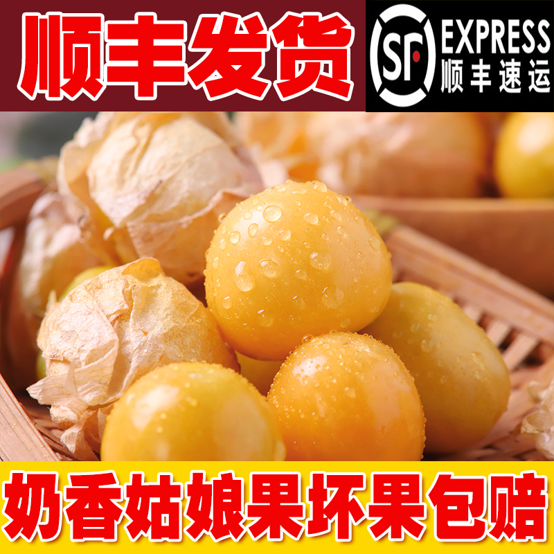 现摘东北菇娘果新鲜菇娘儿花姑娘灯笼果菇凉果顺丰包邮