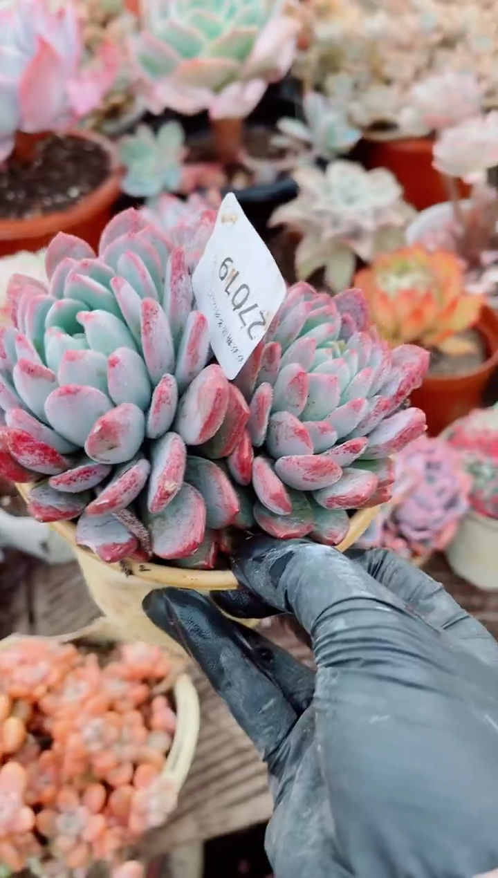 V****?跃跃精品多肉27019