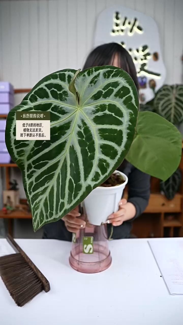 完全开放Y76 SKG银杂