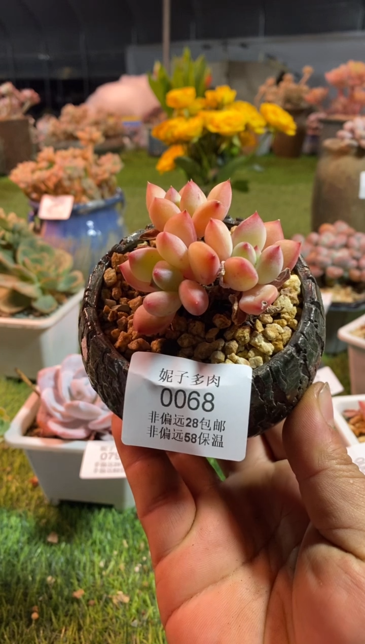 【闪购商品】蜜糖0068aaaa