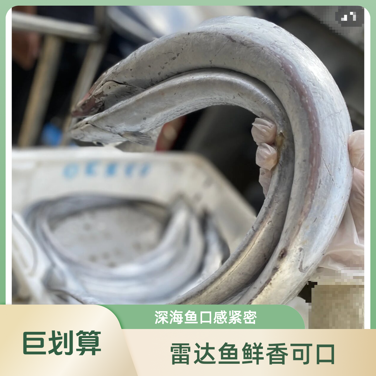 【油带6斤9条生鲜直发】舟山油带鱼！雷达网深海鱼会破肚！介意慎拍！！