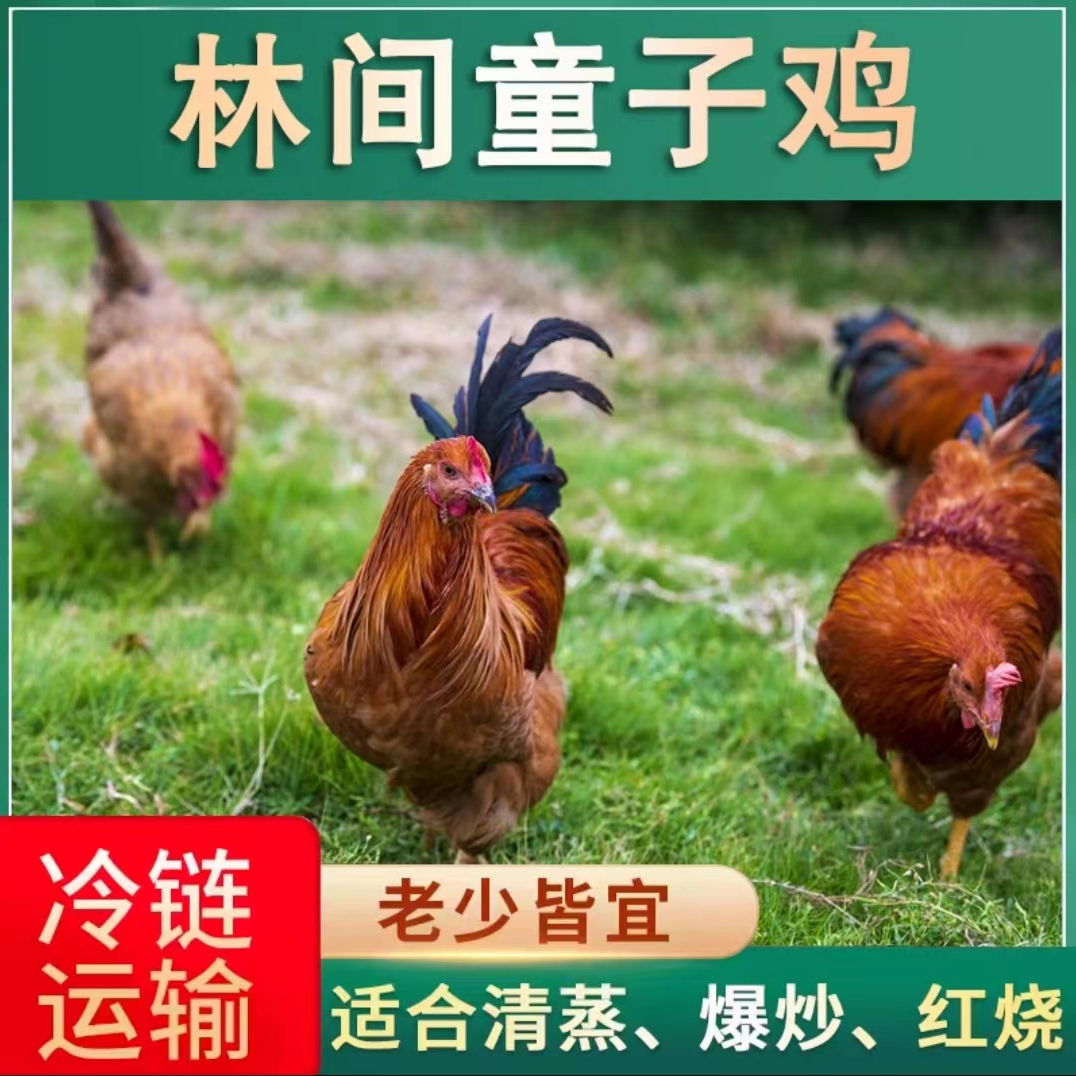 【欢欢】林间放养黄脚童子鸡 发5只净重10斤 肉质鲜嫩 净膛