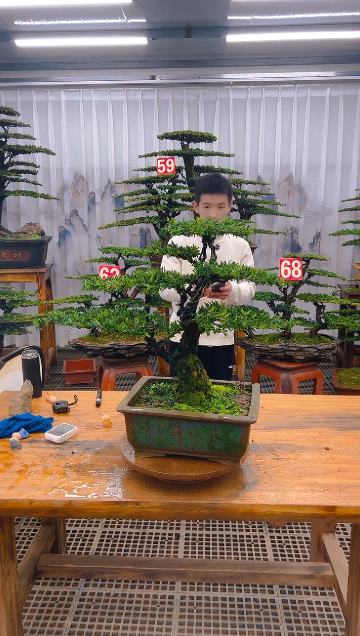 【闪购商品】紫砂精品盆景直播间一物一拍