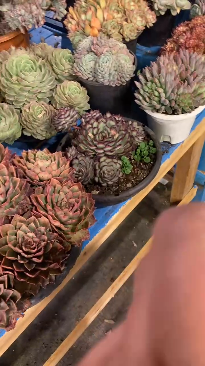 【闪购商品】1433贝拉