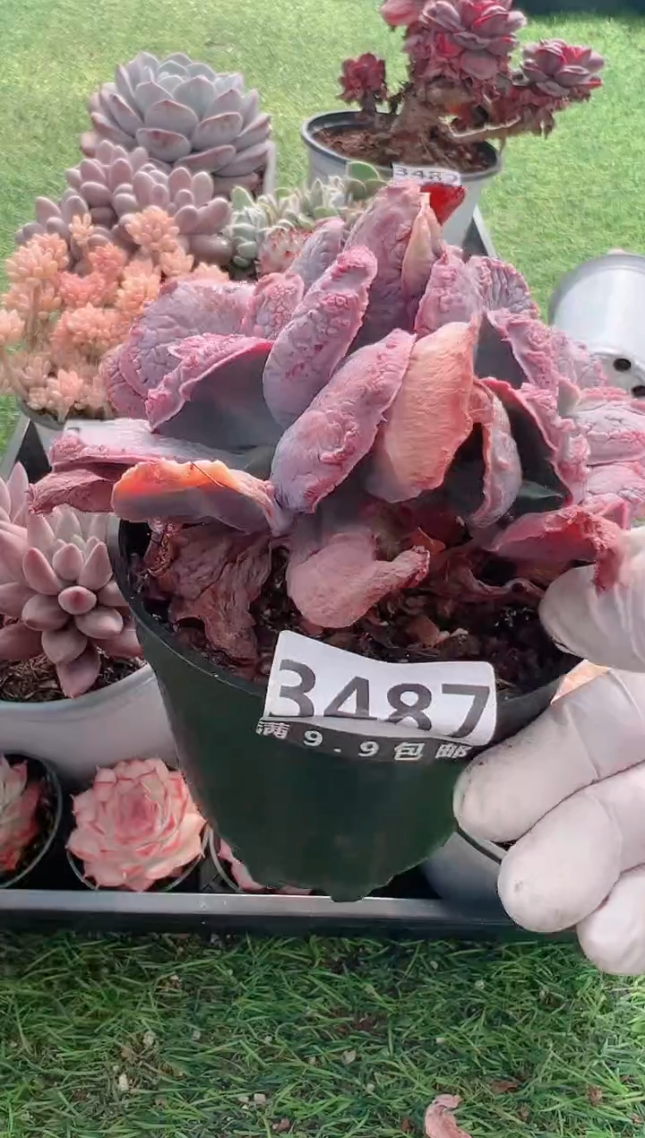 【闪购商品】信福多肉一物一拍