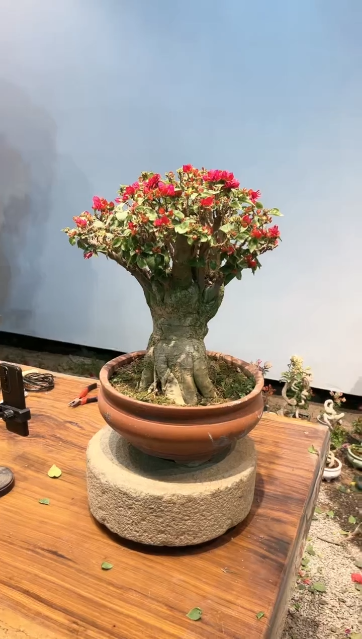 【闪购商品】AA933