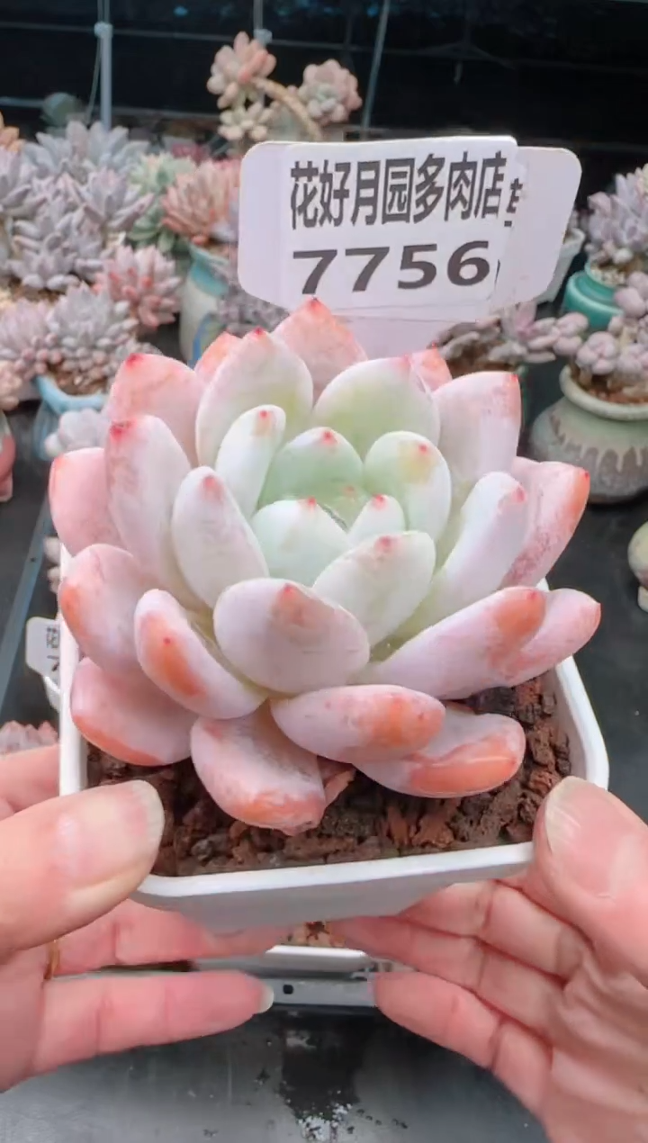 【闪购商品】7756梦雪