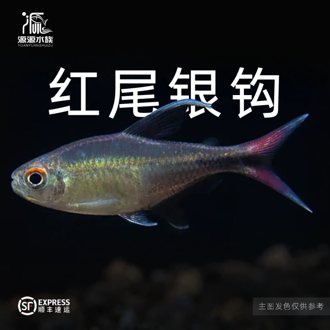 【源源水族】红尾银钩 小型热带观赏鱼灯科鱼