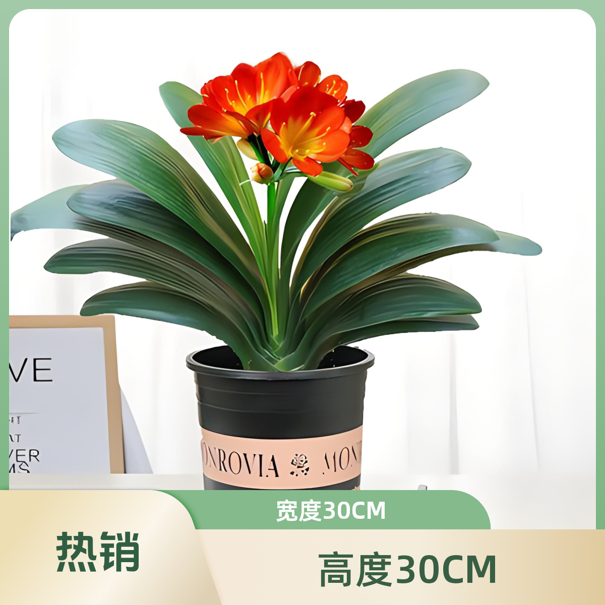 室内万年青君子兰盆栽花卉绿植观赏植物米兰家居装饰钱串子客厅