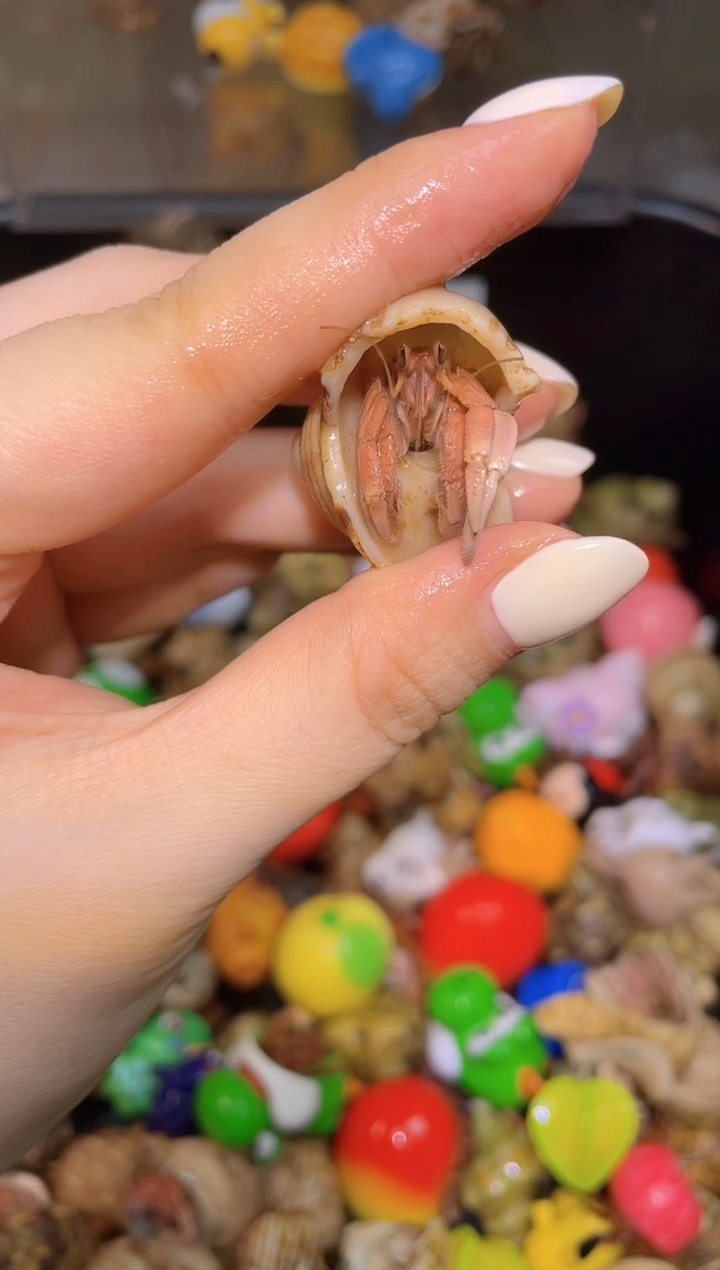 小鱼哦k寄居蟹17770