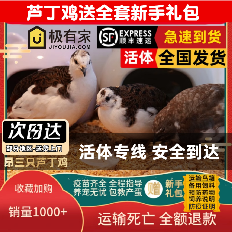 昂三只鹦鹉芦丁鸡宠物全色系宠物活宠40-60天青年宠物芦丁鸡活宠