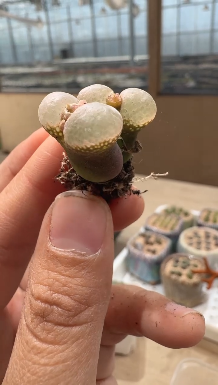 24-82多肉植物肉锥