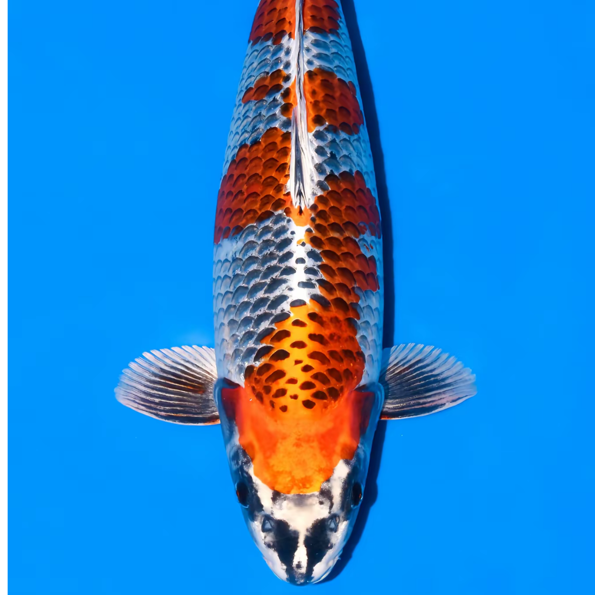 芸汐观赏鱼 孔雀秋翠品种锦鲤直播一鱼一拍