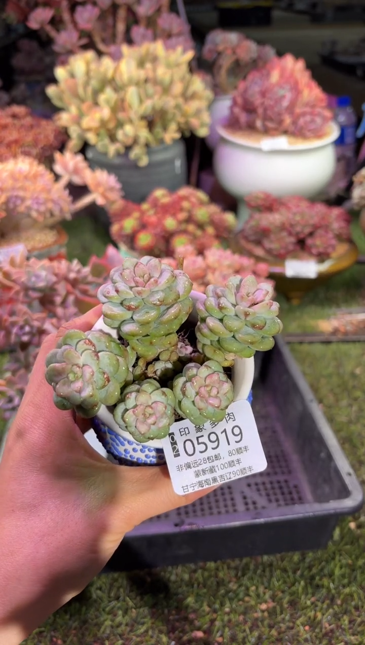 【闪购商品】05919脱土带盆