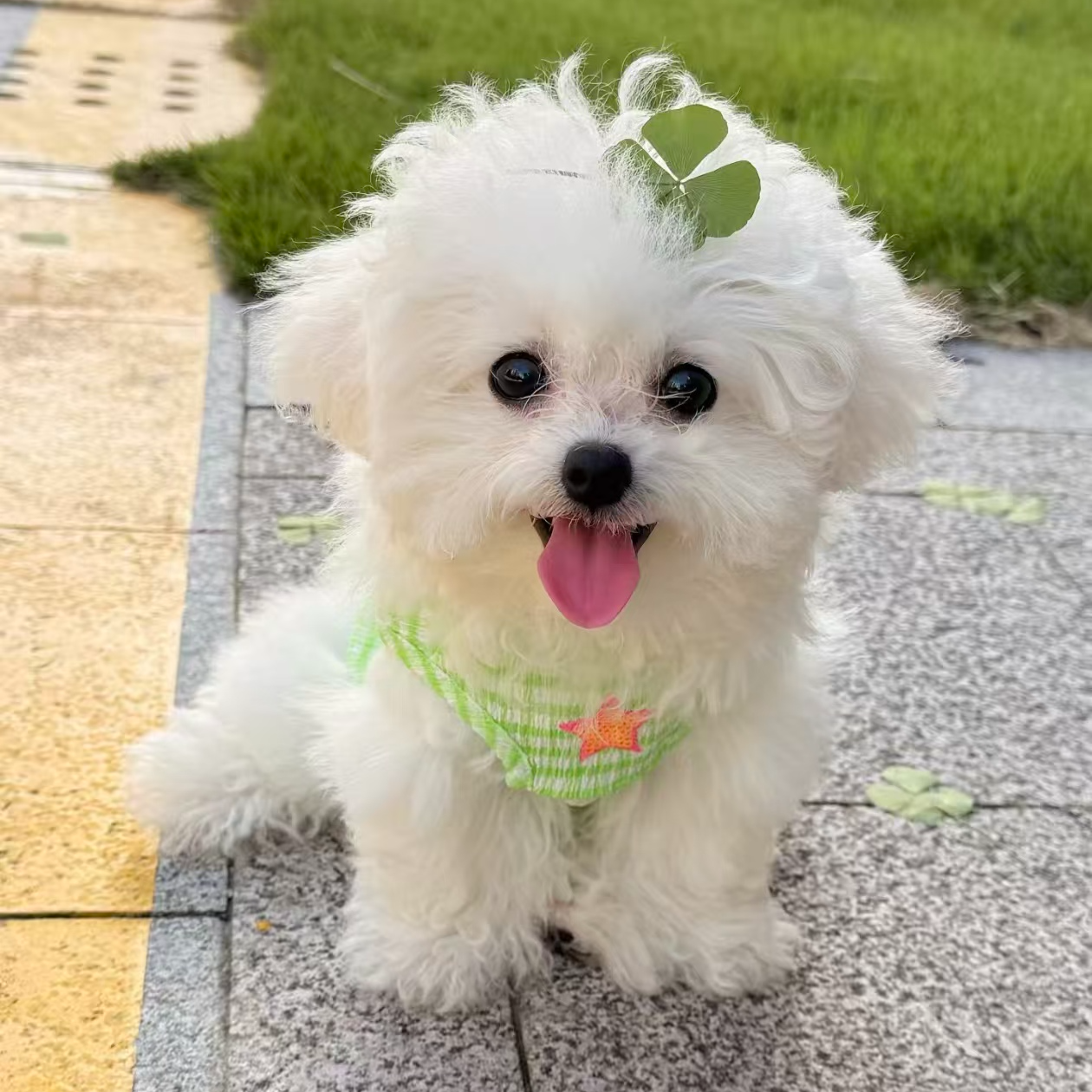 （番茄家萌犬） 狗狗活体