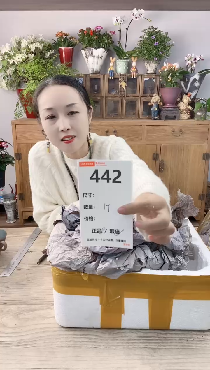 小玩子花盆直播编号442