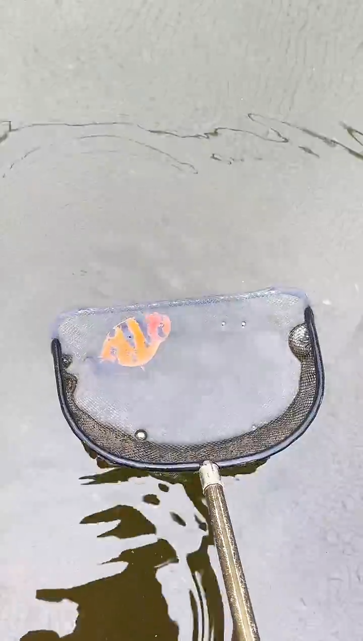 金鱼➕*水娃娃观赏鱼兰寿金鱼 不包邮