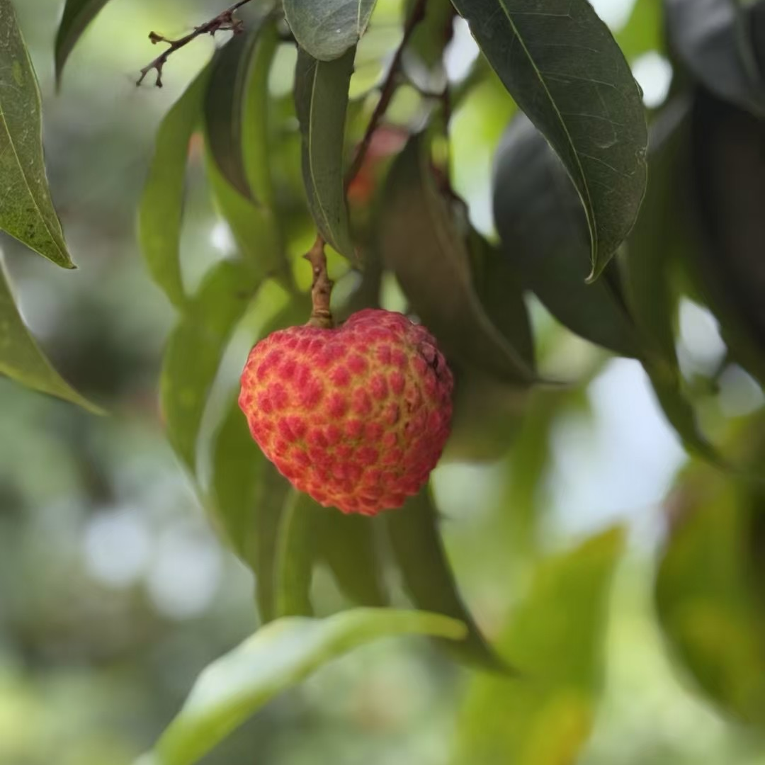 【顺丰京东冷链】岭南广东高州糯米糍荔枝新鲜现摘现发清甜多汁小核