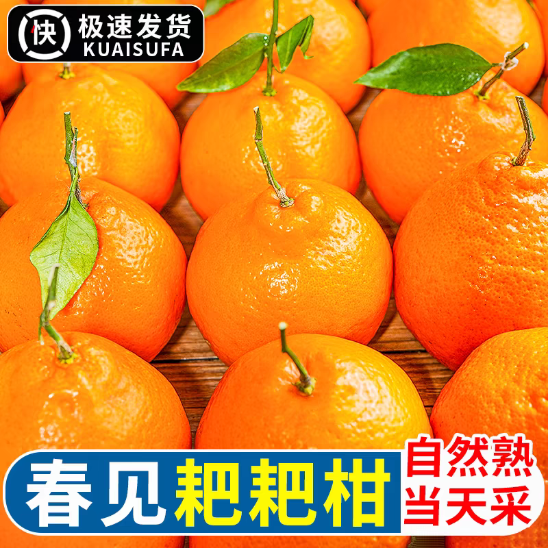 【明日达】正宗四川春见耙耙柑新鲜水果当季丑八怪橘子特级耙耙柑橘4-5斤装
