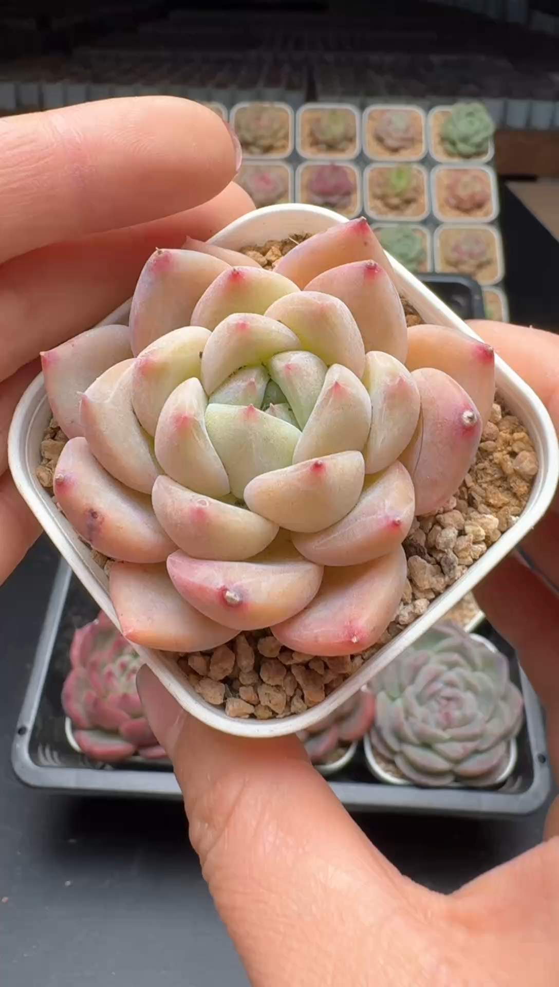 【闪购商品】377号 珍妮杂交多肉 花卉植物