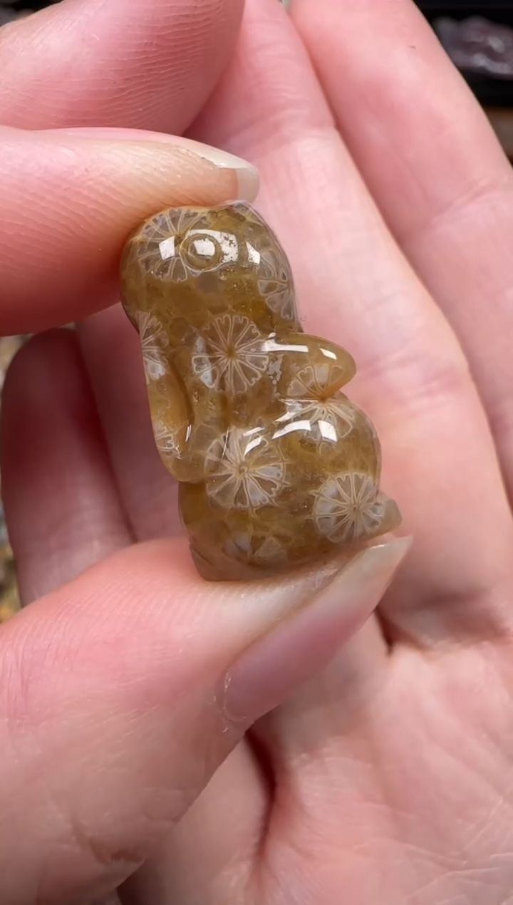 颈饰未镶嵌硅化珊瑚（珊瑚玉）347