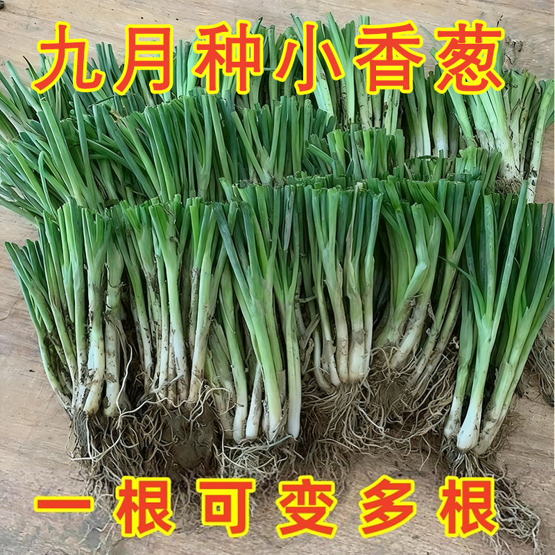 四季小香葱根苗小葱新鲜秧苗分葱苗切叶带根发货阳台盆栽农田种植