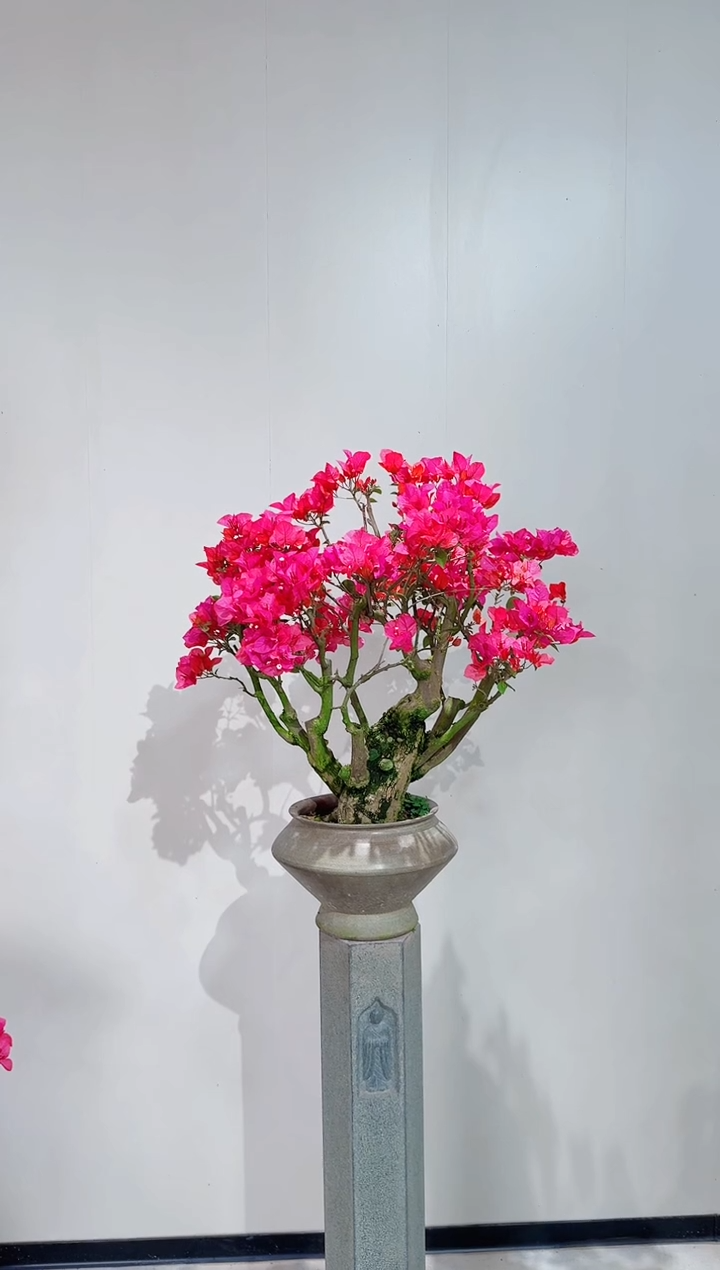【闪购商品】盆景海岛红