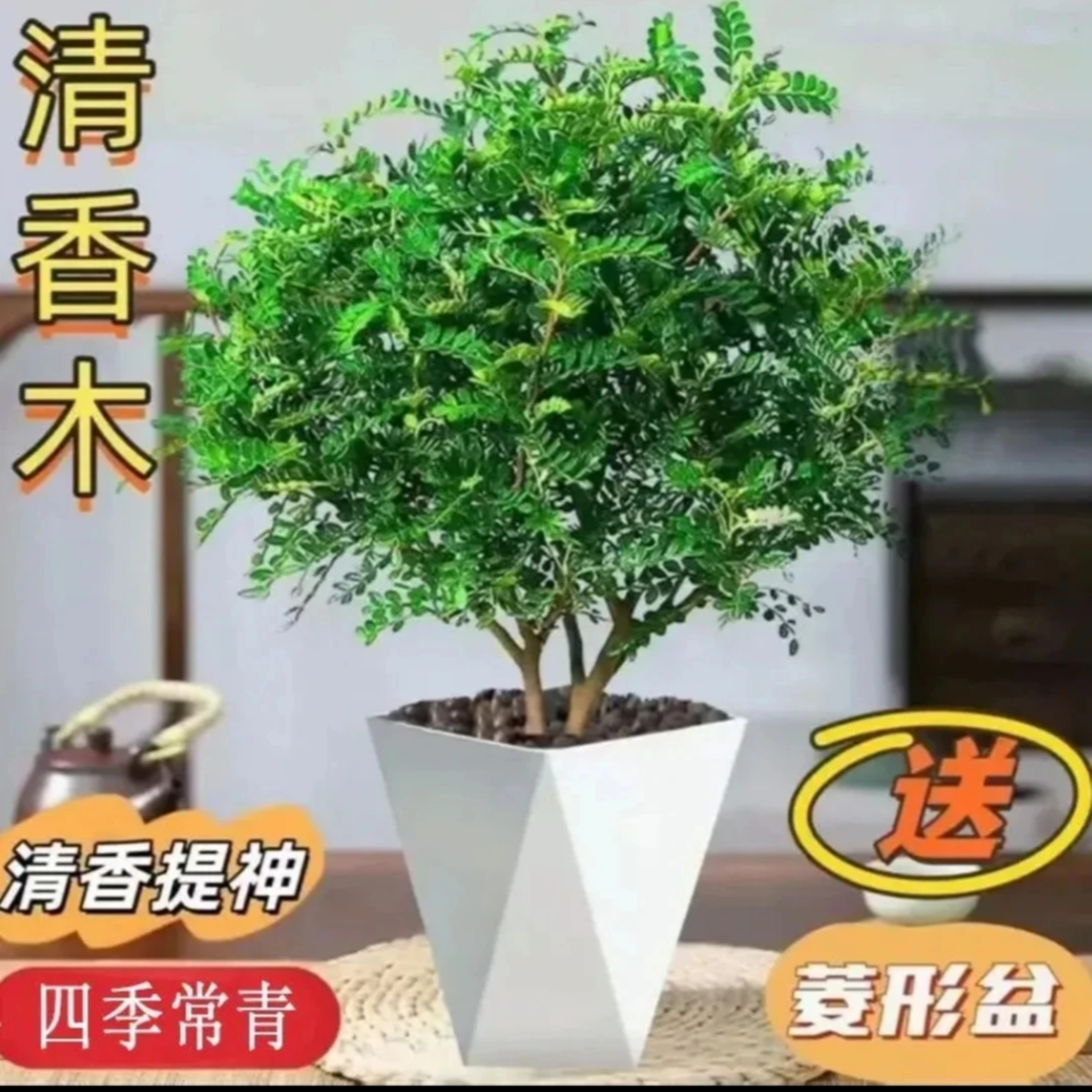 清香木盆栽烘焙强力驱蚊草绿植四季绿花卉室内胡椒木好养净化空气