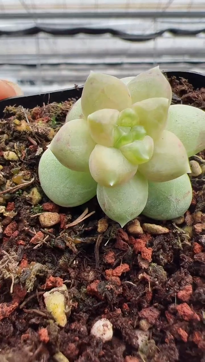 【闪购商品】新款多肉180