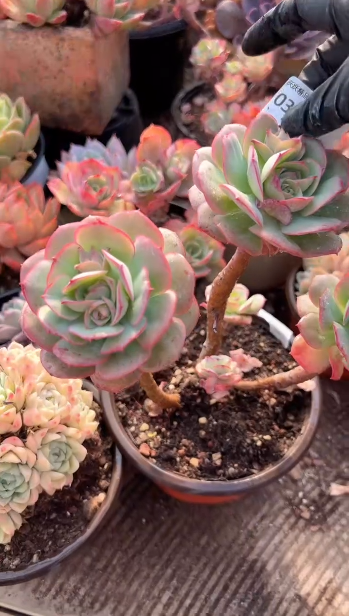 美****）多肉植物一物一拍03210