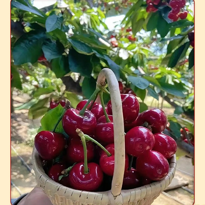 特惠四川汉源黑珍珠车厘子樱桃新鲜孕妇水果应当季整箱现摘包邮