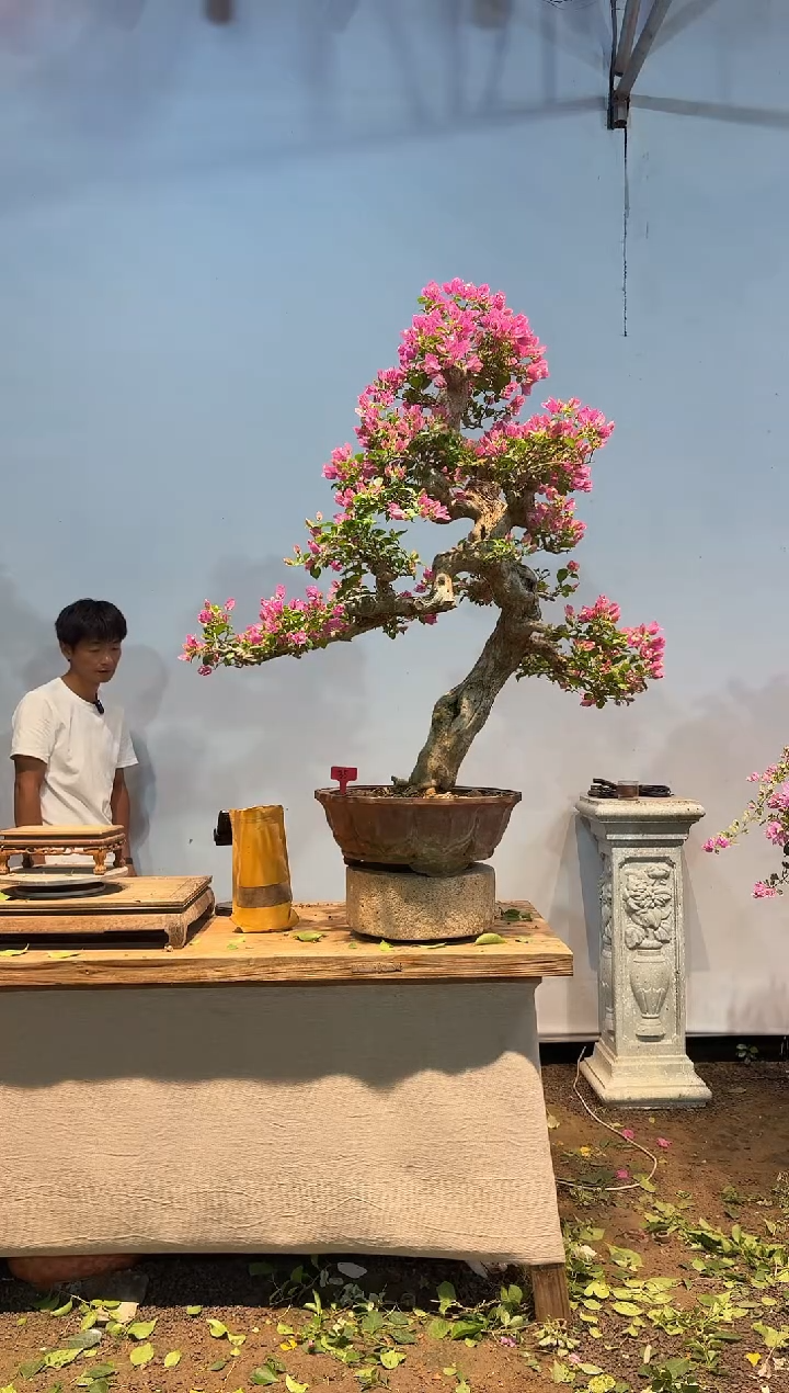 无花朵永**步三角梅35