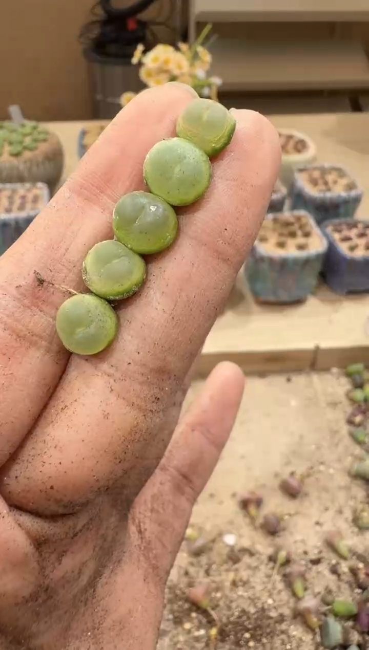 28-68多肉植物肉锥