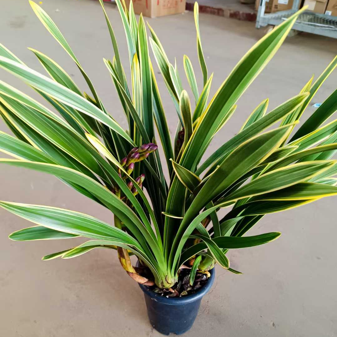 金边红袍大花蕙兰兰花苗（消苞不售后）红色花卉盆栽室内