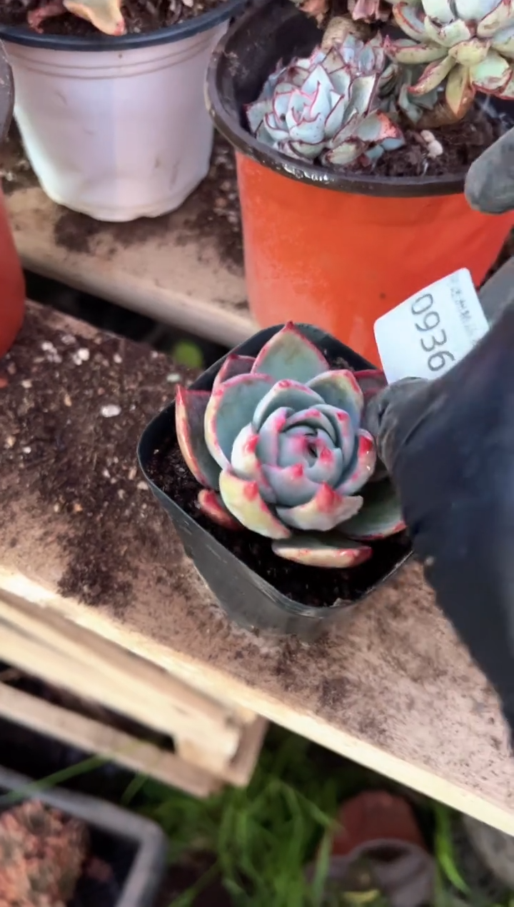 冬*多肉植物一物一拍09361