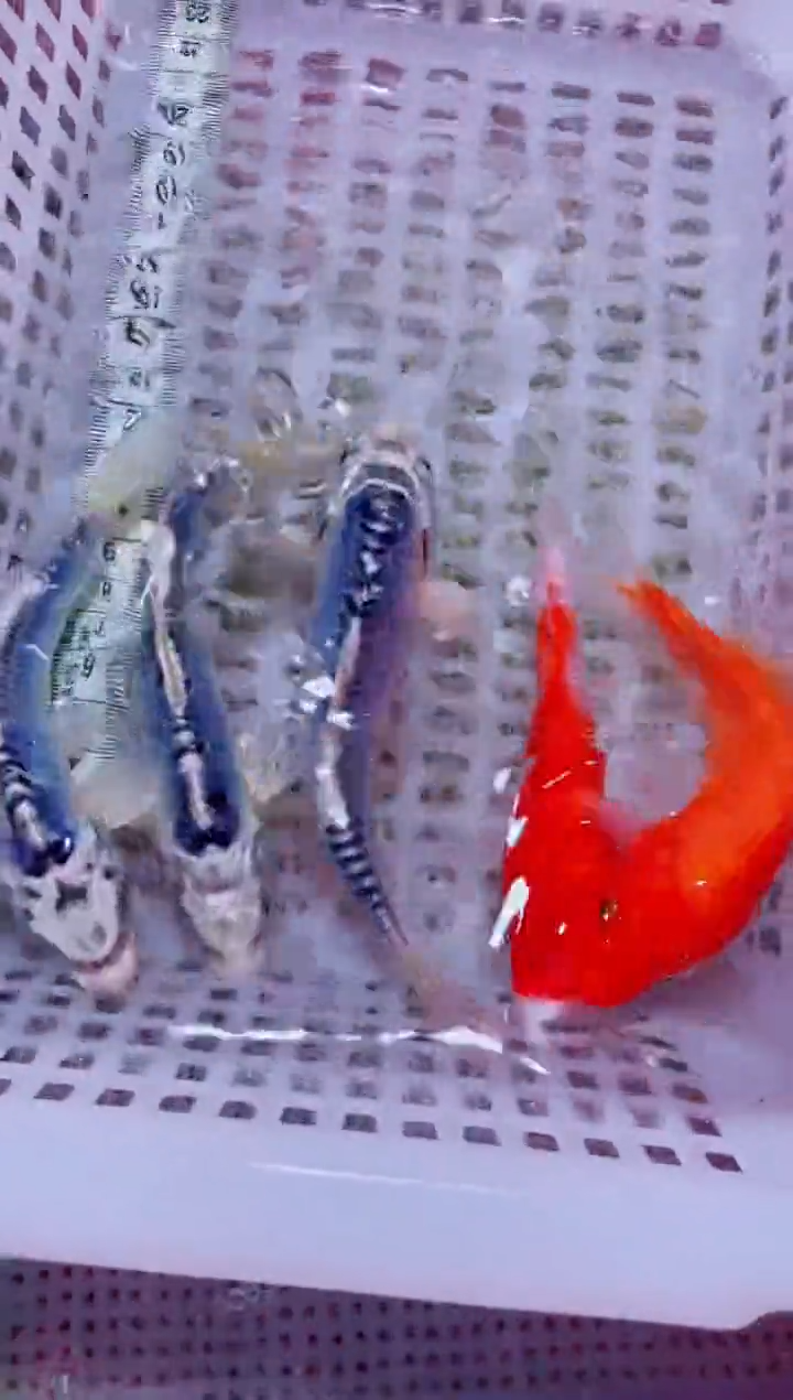 锦鲤血统锦鲤全场包邮123