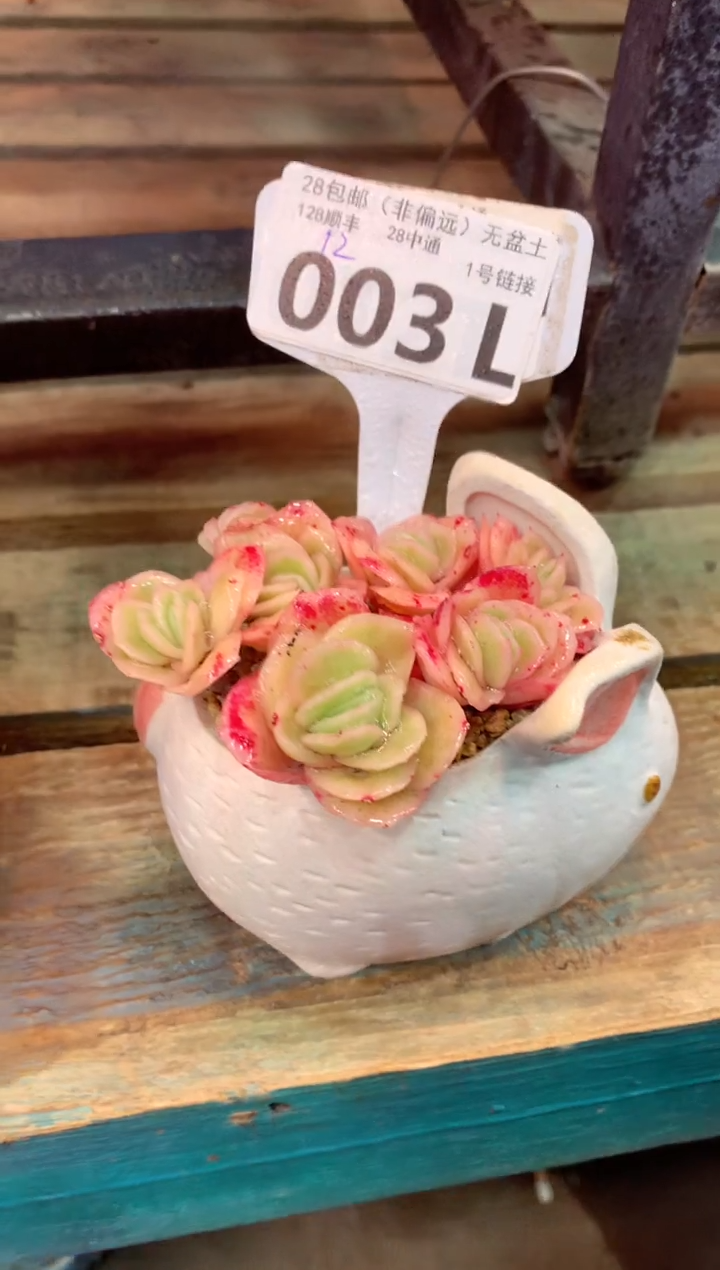 003L（一物一拍，精品多肉，所见即所得 ）