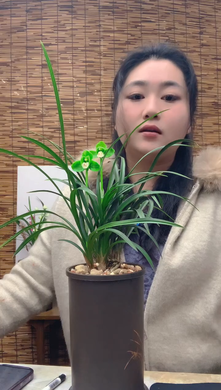 大部分花苞少量开放宋梅6苗带花苞种好发货